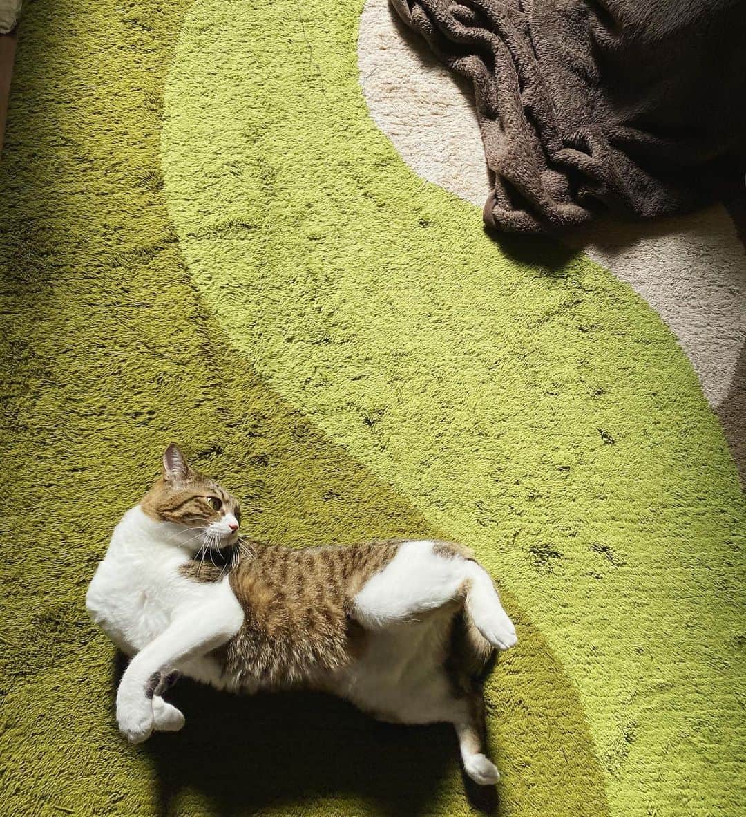 野本かりあのインスタグラム：「絵馬っぽい。 猫年あったらね。 #lukarly #catsofinstagram #にゃんすたぐらむ」