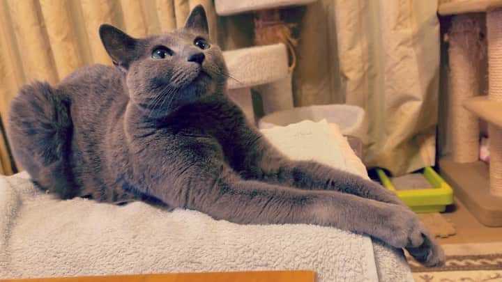 のインスタグラム：「今のあずみ😺😺😺 オチなし  #azumi #手長猫  #catvideo #猫動画  #cat #russianblue #猫 #ねこ #ロシアンブルー #chat  #gato #greycat  #greeneyes #emeraldeyes #ふわもこ部 #にゃんすたぐらむ  #みんねこ  #INSTACAT_MEOWS #catstocker #meowsandwoofs #excellent_cats #meowvswoof  #TopCatPhoto  #cutepetclub #IgAnimal_Snaps #cat_features #bestmeow #petoftoday」