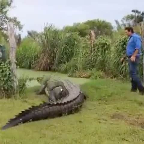 WildLifeのインスタグラム：「@discovercrocodiles 🐊 tag a crocodile lover 🐊 video by @mattwright」