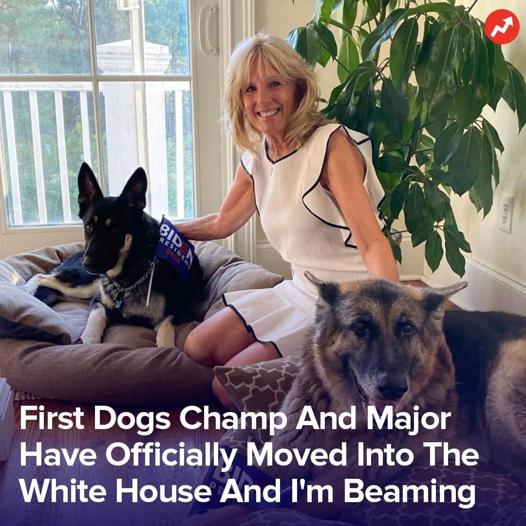 BuzzFeedさんのインスタグラム写真 - (BuzzFeedInstagram)「Their dog Major is the first ever shelter dog to live in the White House. Read the full story in the link in bio 🐶」1月26日 7時30分 - buzzfeed