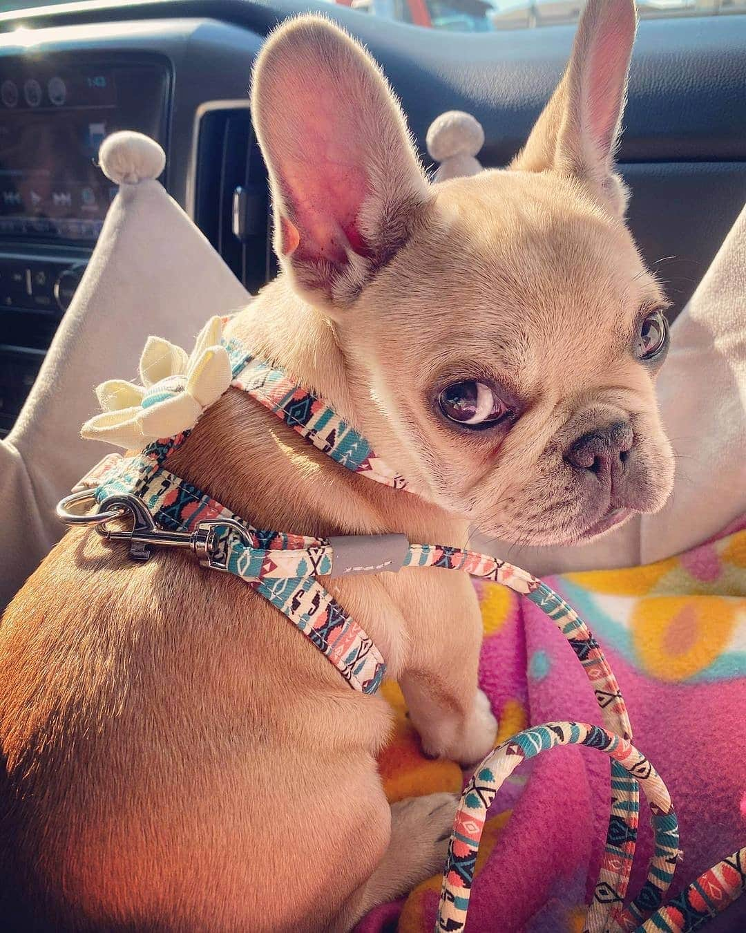 French Bulldogさんのインスタグラム写真 - (French BulldogInstagram)「Gerbera Daisy French Bulldog Harness and Leash 🌼🌼🌼 Exclusive in @frenchie.world shop 🛍🛍🛍 👉 LINK IN BIO 🔝 Photo by @_paisleythefrenchie_ . . . . . #frenchbulldog #french_bulldogs #frenchie #frenchies #frenchieworld #frenchbulldoglife #frenchbulldoglove #frenchiesofinstagram #frenchie_photos #frenchielove #frenchielovers #frenchiemagazine #ブヒブヒ倶楽部公式 #フレンチブルドッグ #フレンチブルドッグパイド #フレンチブルドッグブリンドル #多頭飼い #犬服 #犬服ハンドメイド #どんぐり帽子 #ベアーボア帽」1月26日 5時46分 - frenchie.world