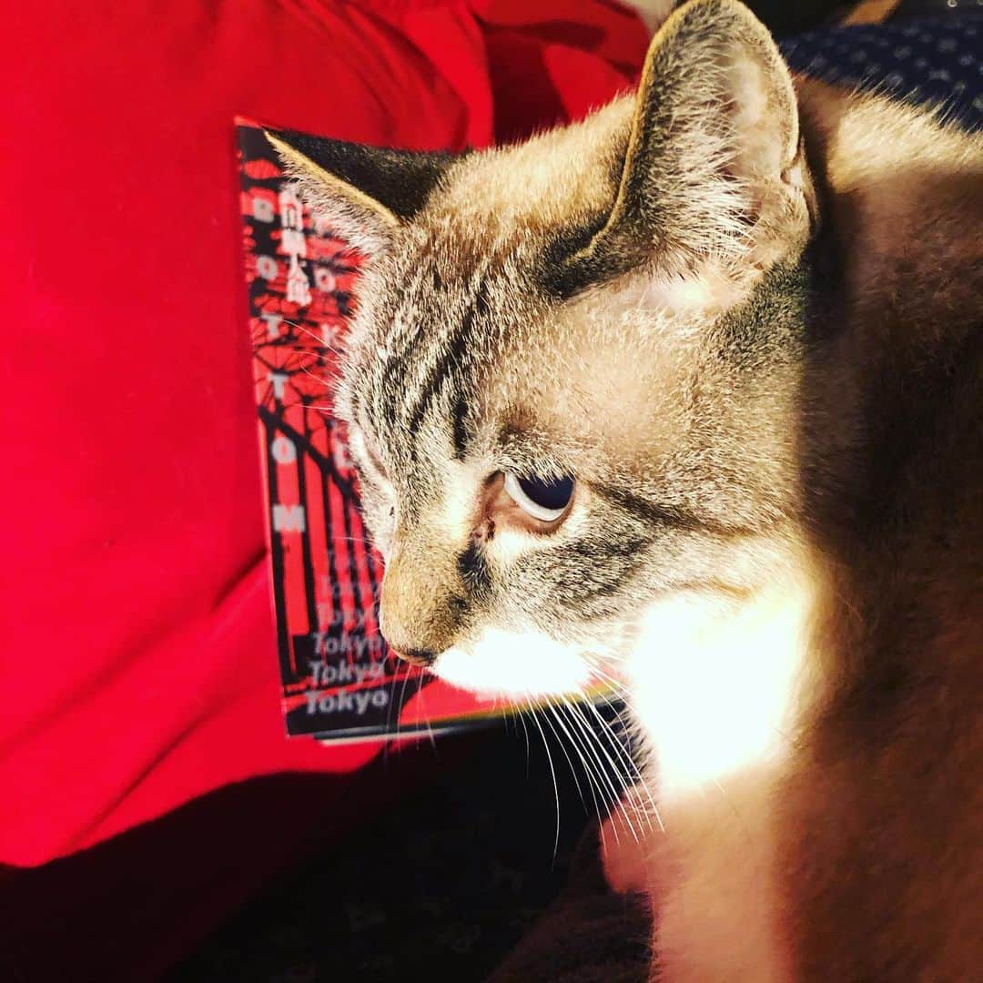町田康のインスタグラム：「今日は、」