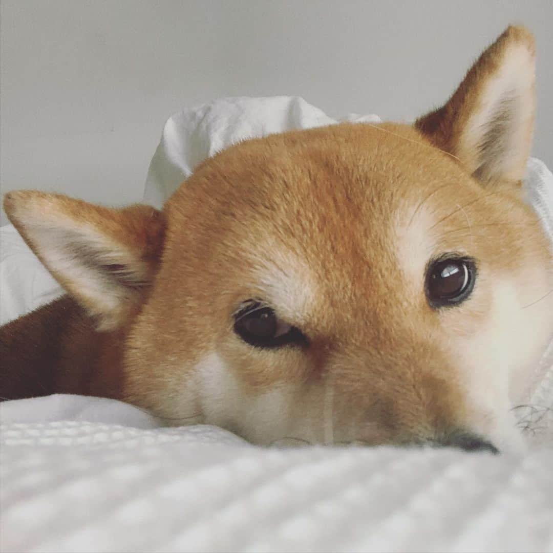 Shibainu Pontaさんのインスタグラム写真 - (Shibainu PontaInstagram)「雨だよ  . #shibainu #melbourne #メルボルン　#柴犬」1月26日 6時02分 - pontasyk