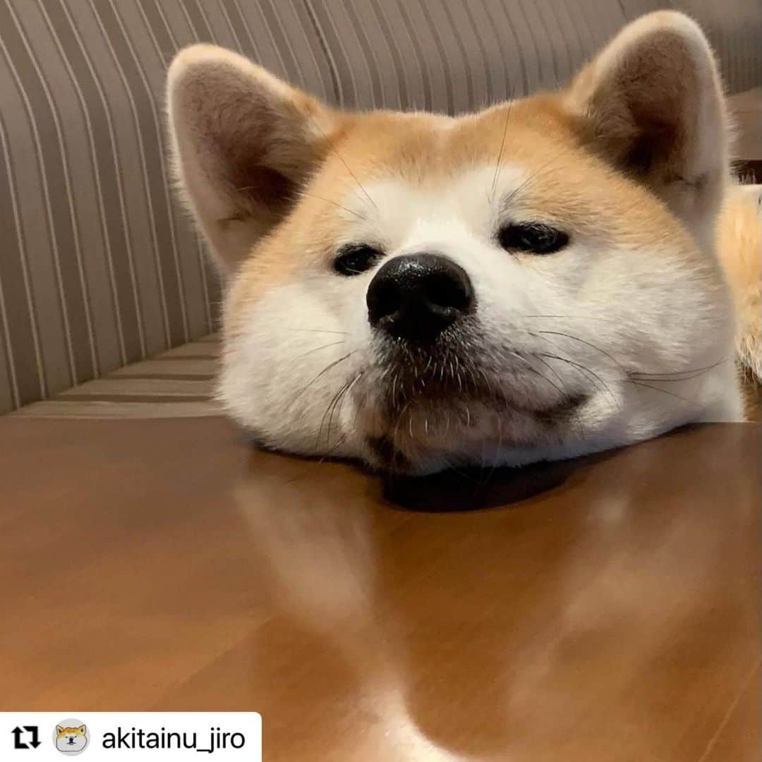 【公式】いぬのきもち・ねこのきもちのインスタグラム：「#Repost @akitainu_jiro さんのジロウくん。  いいな〜 美味しそうだなぁ〜  口の中に飛んできたらいいね❣️😊  ハッシュタグ #いぬのきもち #ねこのきもち に投稿いただいた可愛い写真をご紹介しています！ 「いぬのきもちWEB　MAGAZINE」、「ねこのきもちWEB MAGAZINE」でもご紹介させていただくことも！  -------------------   . #いぬ #いぬすたぐらむ #いぬのいる暮らし #いぬのきもち #いぬ好き #犬 #犬好きさんと繋がりたい #犬のいる生活 #犬と暮らす #犬好き #dog #dogsofinstagram #dogstagram  #秋田犬 #akitainu」