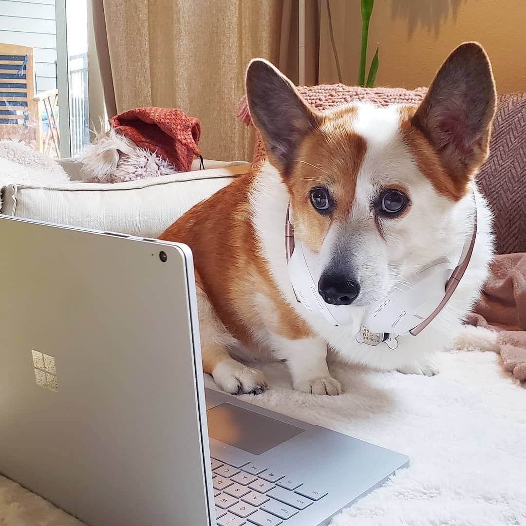 BOSEさんのインスタグラム写真 - (BOSEInstagram)「Today's meetings will be run by @howlthecorgi. You're welcome. #MotivationMonday #BoseHeadphones   Share your photos using #MyBose for a chance to be featured. ​」1月25日 22時30分 - bose