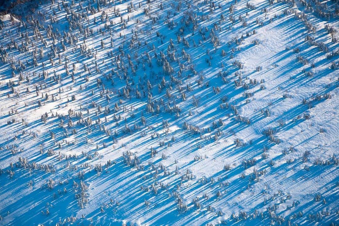 Michael Yamashitaさんのインスタグラム写真 - (Michael YamashitaInstagram)「Blue and white: Early morning light reflects the sky across meadows of pine. #lightandshadow #hokkaido #japan #daisetsuzan #snowscape」1月25日 22時34分 - yamashitaphoto