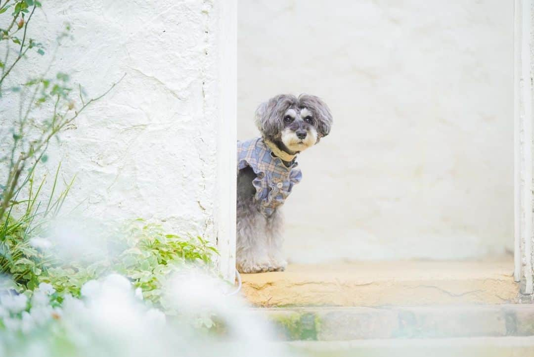 中野区在住のミニシュナのInstagramさんのインスタグラム写真 - (中野区在住のミニシュナのInstagramInstagram)「⑅︎◡̈︎* ・ 7歳のお祝いコメント＆メッセージをありがとうございました♫ とっても嬉しかったマーブルです🐾 こんばんワン٩( ´◡︎` )( ´◡︎` )۶ ・ プレゼントはこんな白い塗り壁のお庭付きのおうちがいいな！ パパ様おねがいっ( ˘ ³˘)♥︎ (´◡︎`♥︎) ・ #ジェニッカーズ  #whithouse  #わんこのいる生活  #dogenic #love_bestjapan #daily_photo_jpn #わんことおでかけ #doglife #doglover #inuくらぶ_jpn #しゅなら部 #ミニチュアシュナウザー #ミニシュナ #シュナウザー #miniatureschnauzer #schnauzer #schnauzerofinstagram #schnauzer_lovers #schnauzer_of_instagram #asianfusiongrooming #inulog  #todayswanko  #inutokyo  #only_one_wan  #paw_smile_pictures #わんこは家族  #inutome #dogsta #insta_dog #わんこのいる暮らし」1月25日 22時36分 - marble_eve