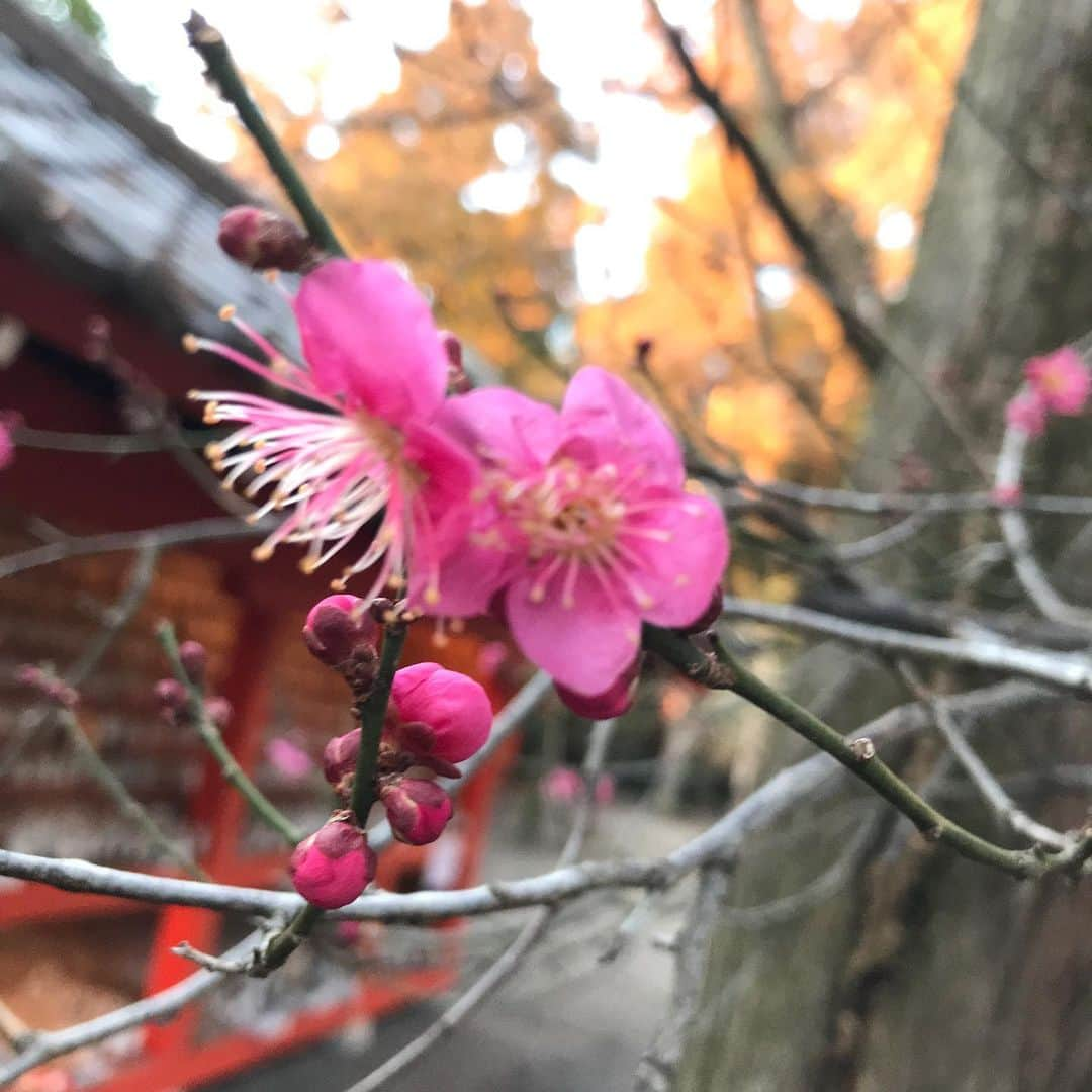 大湯みほさんのインスタグラム写真 - (大湯みほInstagram)「……… ホッ🌸。。✨✨ ・ お参りにいった神社⛩で、春の訪れを感じることができて✨心が穏やかな気持ちになりました😌日本という国は、四季があって…本当に素敵な国だなぁ〜としみじみ思う瞬間✨✨ ・ 皆さまにも✨この蕾🌸のふわっとした香りが届くと嬉しいな🙋‍♀️✨ ・ #japan #season #spring #flower #precious #memory  #冠稲荷神社　#京都伏見稲荷大社　 #御分霊鎮祭　#日本七社　#お礼参り　#緑オーブ　 #👼　#幸せ運ぶ　#🙏」1月25日 22時49分 - nukazukemiho0320