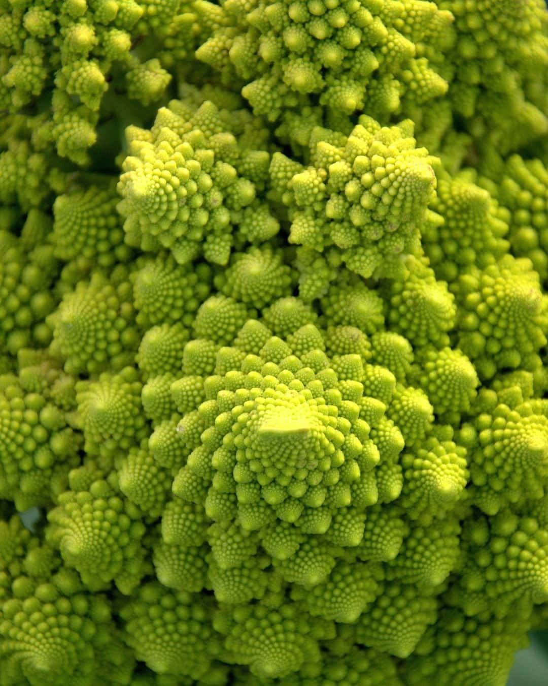 Discoveryさんのインスタグラム写真 - (DiscoveryInstagram)「Inflorescence of a cabbage called romanesco resembling a mathematical fractal.  Photo + Caption: Miguel Sotomayor  #fractalsinnature #mathinfocus #inflorescence #romanesco #plantsofinstagram #microphotography #geometric」1月25日 23時05分 - discovery