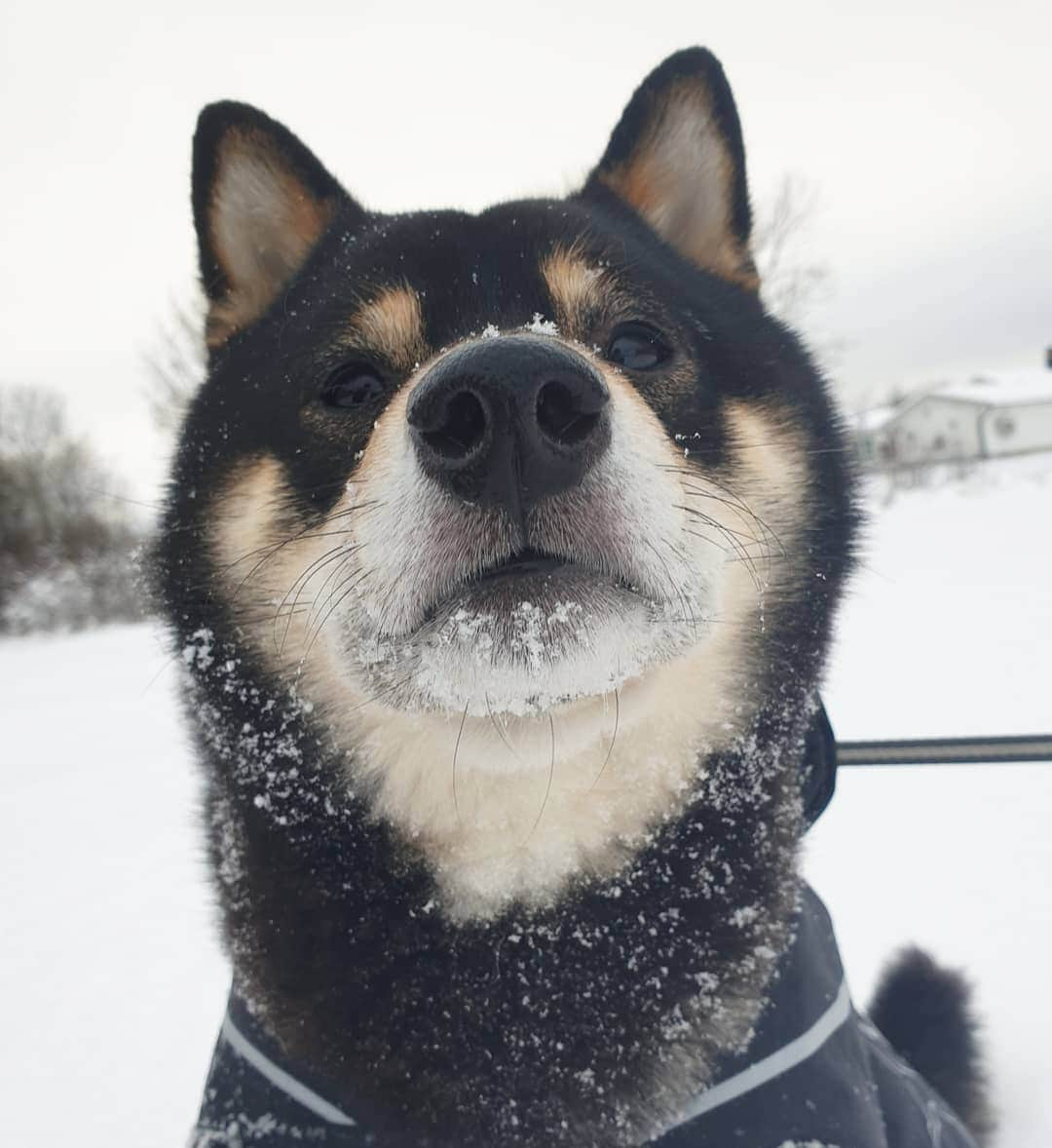 ?Fricko the Shiba Inu?のインスタグラム：「Keaton is pretty cute😳  🐾 🐾 🐾 #Keaton #🐶 #shiba #shibainu #dog #柴犬 #黒柴 #dogoftheday #dogslife #weeklyfluff  #dogstagram  #dogscorner #shibapuppy #puppiesofinstagram #shibadog #shibalove #shibagram」