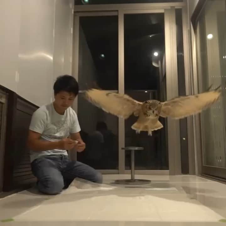 GEN3 Owlのインスタグラム：「フクロウとの暮らし お互いにマイペースでやってます  Living with an owl. We are happy.  #owl #owlgaru」