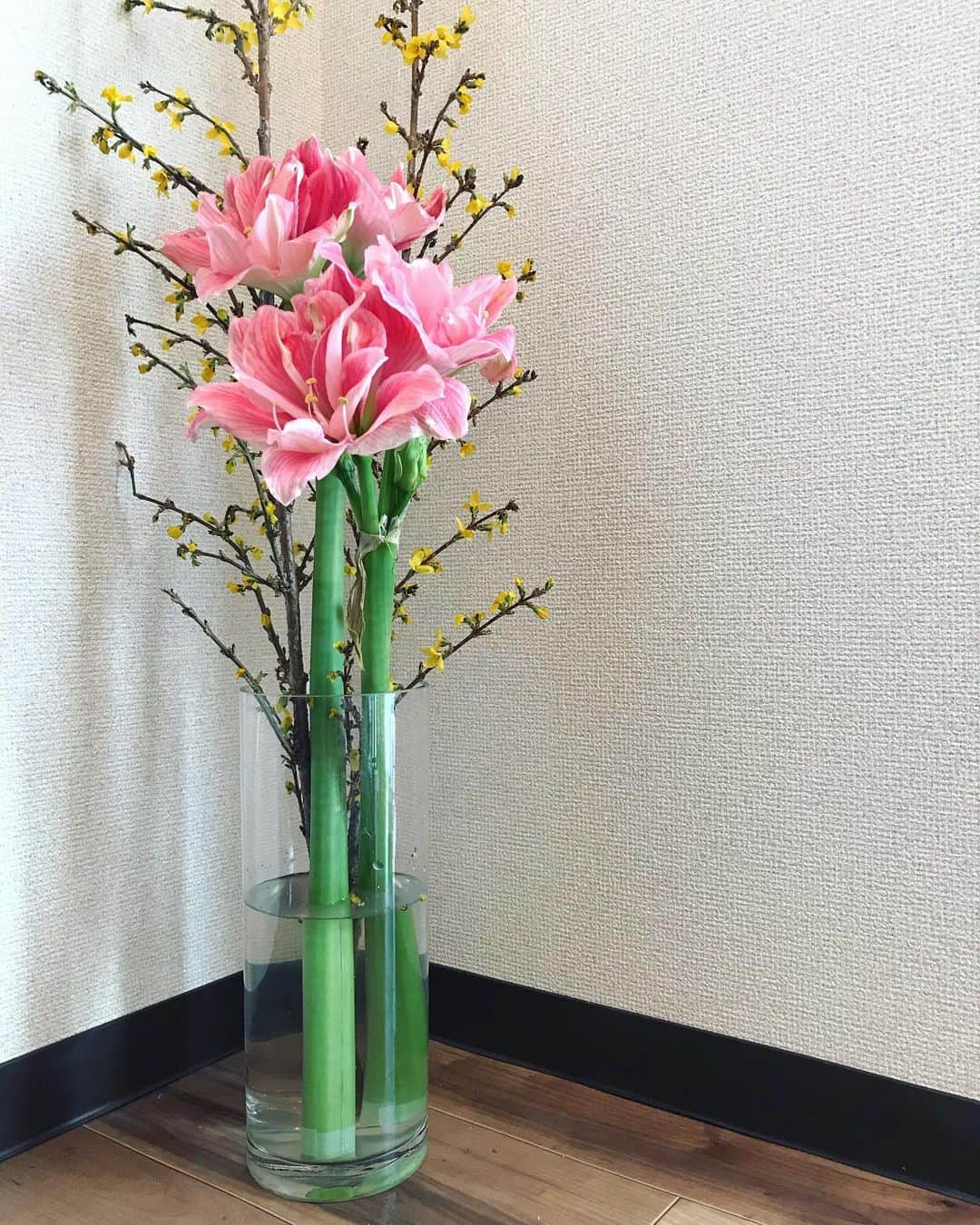 坂詰美紗子のインスタグラム：「水、グビグビ飲みそうですね。 この辺とか、ちょっともうネギですね。など言いながら。 アマリリス。とても可愛く華やかに咲いてきました☺️💐 ・ ・ ・ #flowers #アマリリス #レンギョウ」