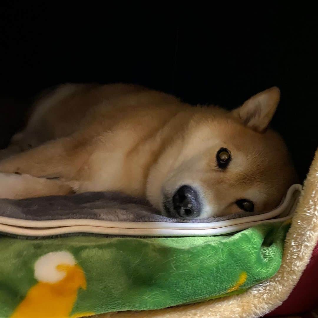 まる（まるたろう）のインスタグラム：「Good night!✨🐶💤✨寝てると思ったでしょ #覗きにくると思って #見張ってたの #早く寝なさい #いい子だから」