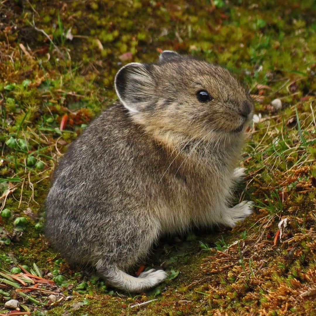 アメリカ自然史博物館さんのインスタグラム写真 - (アメリカ自然史博物館Instagram)「American pikas (Ochotona princeps) are small North American mammals that live on rocky slopes at high elevations. These rabbit relatives are well adapted to chilly temperatures and spend the warmer months foraging for flowers to build up "haypiles" of food near their dens in preparation for winter. Pikas sometimes make hundreds of foraging trips each day—particularly in late summer—and generally select plants that have more protein and are higher in water content.🌱  Photo: Josefine Stenudd, CC BY-NC-ND 2.0, flickr」1月26日 0時50分 - amnh