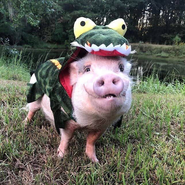 Priscilla and Poppletonのインスタグラム：「Pop has a joke for all of you:  Why did the Gator cross the road?🛣🐊  Because he couldn’t cross the goal line!🏈🐊  OOL! Good one Pop! Silly Pop wanted to tell you that joke, so you don’t confuse him for a Gator fan! He’s dressed up as a gator in honor of #NationalFloridaDay. Look@at those chompers! Roll Tide!🐷💚💛#SillyPop #FloridaGator #jokeoftheday #PrissyandPop」