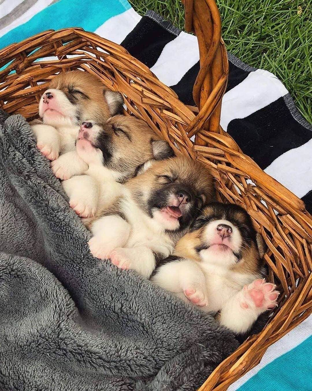 animalsさんのインスタグラム写真 - (animalsInstagram)「Puppy overload 😍 Photo by: @artthecorgi  Follow @pup for more 🤍」1月26日 0時52分 - babyanmlpics