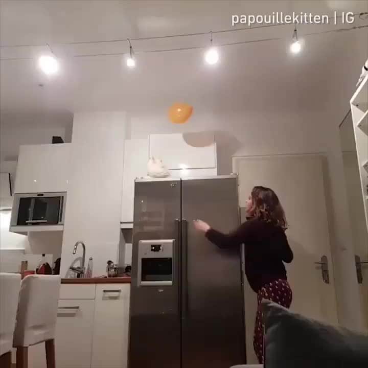 のインスタグラム：「What game do you like to play with your mum/dad?⠀⠀⠀ ⠀⠀⠀ 🎥@papouillekitten⠀⠀⠀ ⠀⠀⠀ My Meow Got Talent Week 2021 is here #MMGTW, share us your cat videos and get a chance to be featured by @9gag , @meowed & 9GAGcute⠀⠀⠀⠀ ⠀⠀⠀⠀ #meowed @meowed #MyMeowGotTalentWeek #MMGTW #papouillekitten #Papouille #nevamasquerade #nevamasqueradesiberian #redtabbypoint #siberiancat #2021」