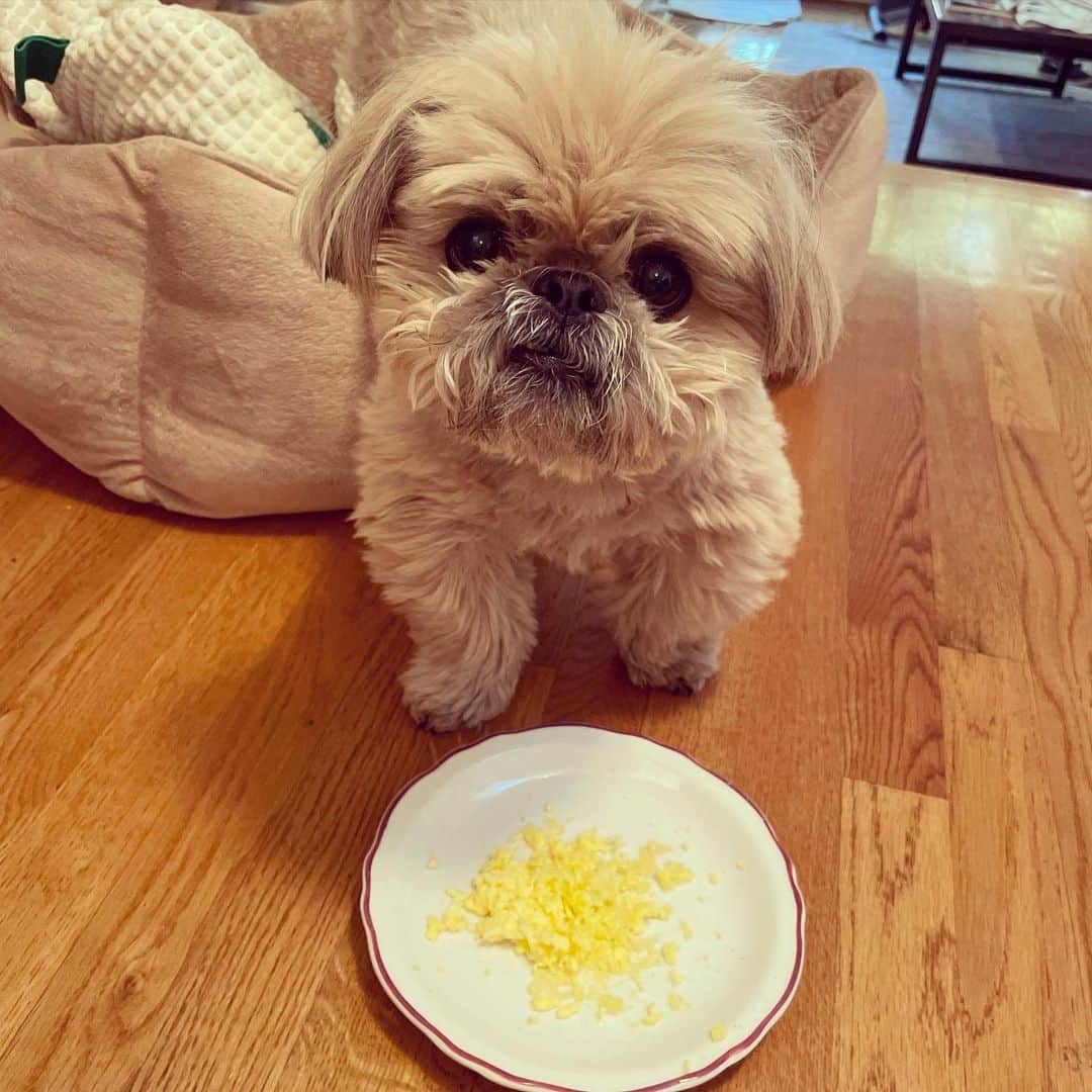 Dougie the Shih Tzuのインスタグラム：「Scrambled.」