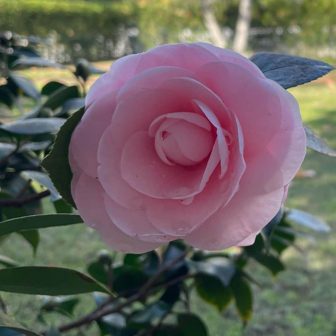 ベス・ベアーズのインスタグラム：「These rains have got my special Japanese camellia bloomin ! So exciting ! #plantmom #plantsmakepeoplehappy」
