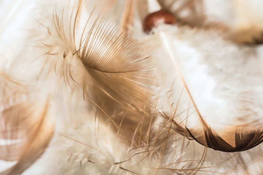 のインスタグラム：「“Let me be as a feather. Strong with purpose yet light at heart, able to bend. And, tho I might become frayed, able to pull myself together again.”  – Anita Sams」