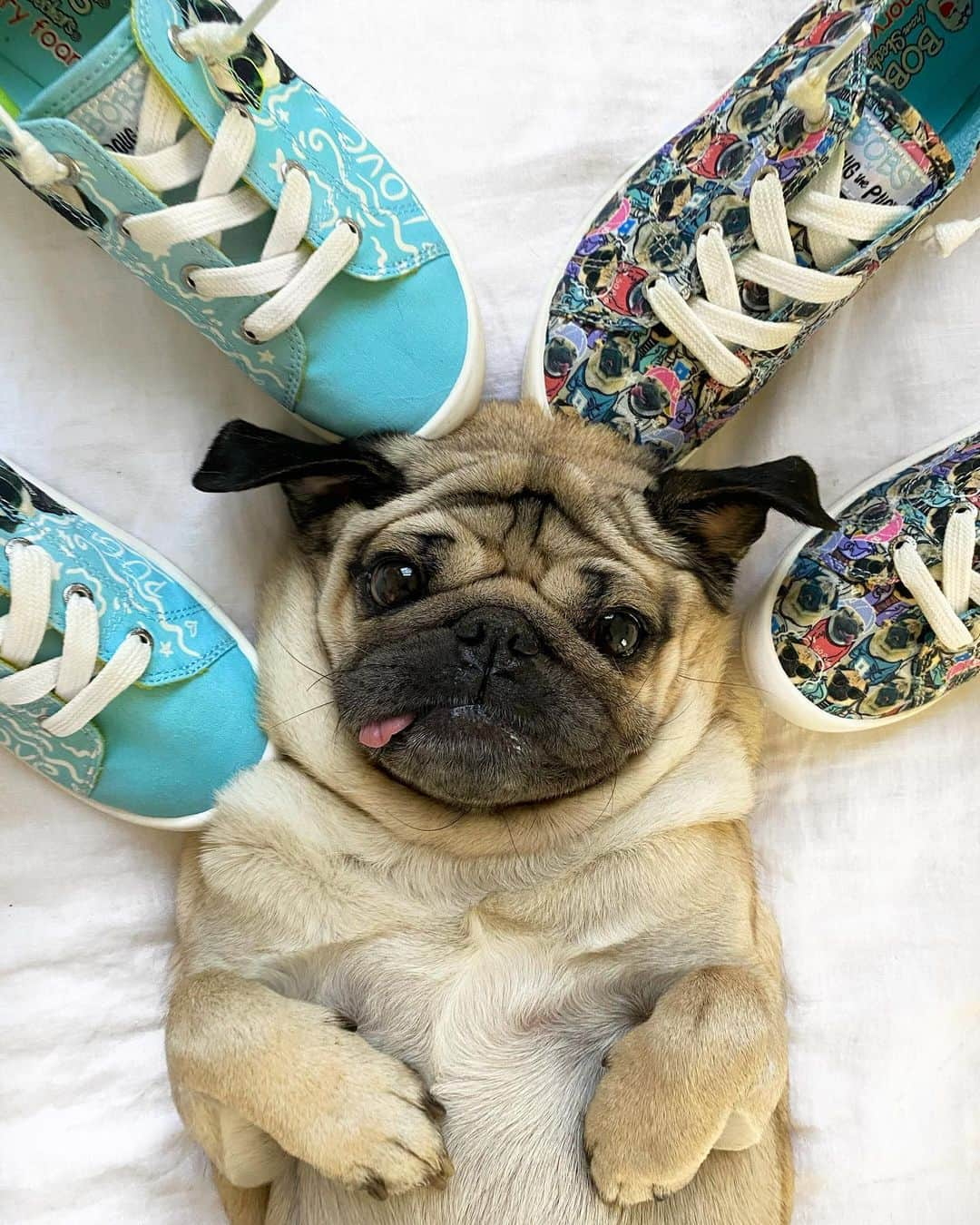 itsdougthepugさんのインスタグラム写真 - (itsdougthepugInstagram)「“The pug shoes of ur dreams” -Doug   New Year, New Doug Shoes by @bobs_skechers. If u want to spend the new year walking on a cloud, in pug style, these are for u! For every pair purchased, Skechers will make a donation to the Petco Foundation to help shelter dogs and cats across the country. Link in bio!!!」1月26日 2時11分 - itsdougthepug