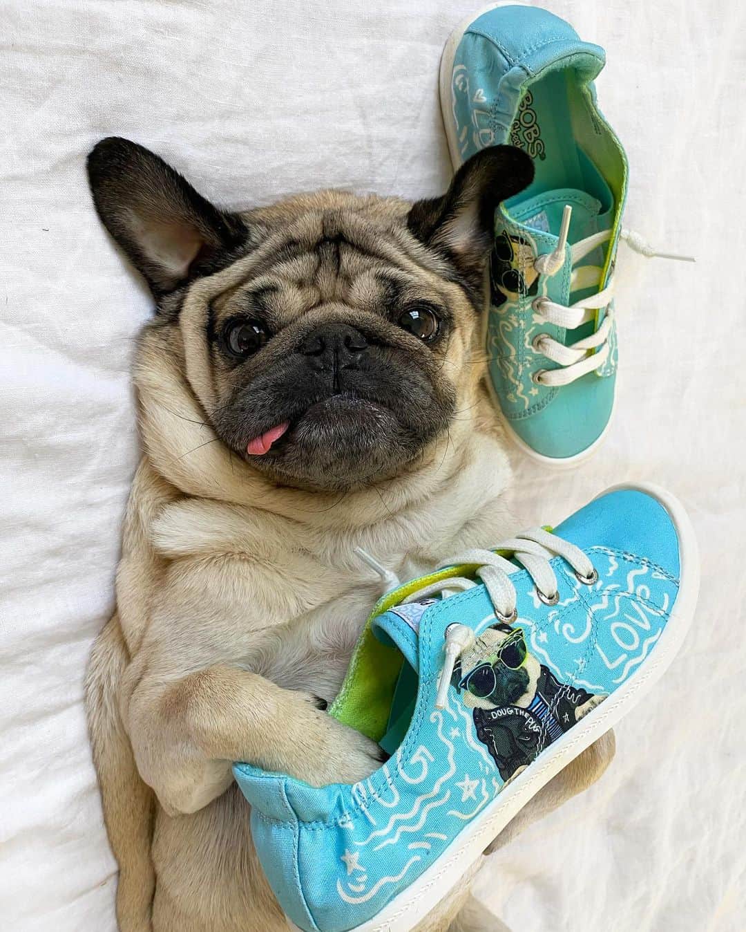 itsdougthepugさんのインスタグラム写真 - (itsdougthepugInstagram)「“The pug shoes of ur dreams” -Doug   New Year, New Doug Shoes by @bobs_skechers. If u want to spend the new year walking on a cloud, in pug style, these are for u! For every pair purchased, Skechers will make a donation to the Petco Foundation to help shelter dogs and cats across the country. Link in bio!!!」1月26日 2時11分 - itsdougthepug