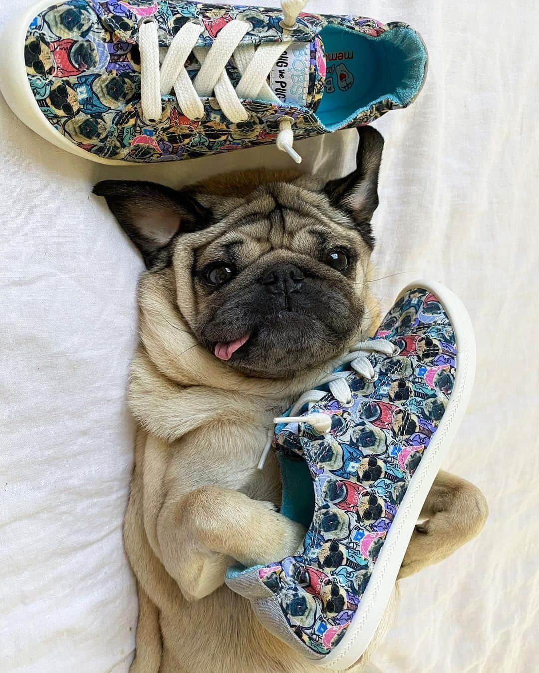 itsdougthepugさんのインスタグラム写真 - (itsdougthepugInstagram)「“The pug shoes of ur dreams” -Doug   New Year, New Doug Shoes by @bobs_skechers. If u want to spend the new year walking on a cloud, in pug style, these are for u! For every pair purchased, Skechers will make a donation to the Petco Foundation to help shelter dogs and cats across the country. Link in bio!!!」1月26日 2時11分 - itsdougthepug