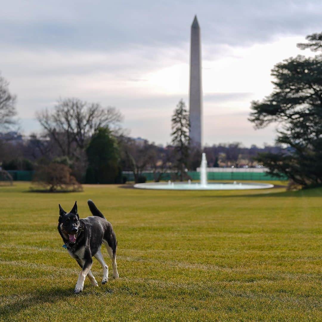 Good Morning Americaさんのインスタグラム写真 - (Good Morning AmericaInstagram)「Champ and Major have officially joined President Biden and First Lady Jill Biden at the White House, marking the return of the long-running tradition of presidential pets. LINK IN BIO! 🐶🐾」1月26日 2時14分 - goodmorningamerica