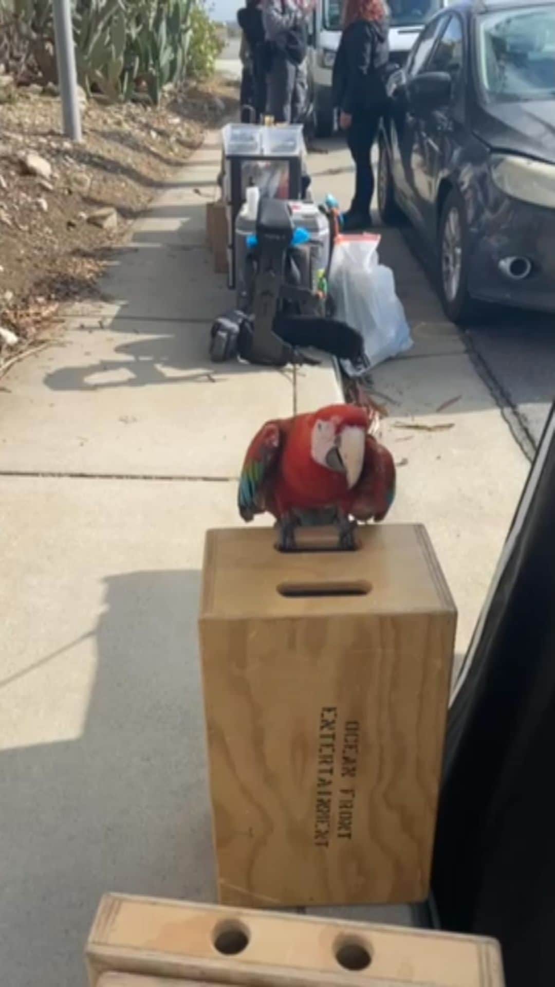 シャキーラのインスタグラム：「Even César Millán’s macaw dances! How can we not?? Hasta la guacamaya de César Millán baila! Como no vamos a bailar nosotros?! @cesarsway」