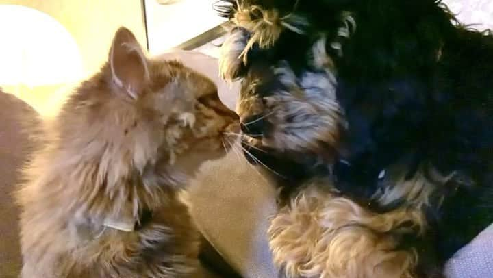 Paw Heartのインスタグラム：「@fluffypack 😽😎 .  #bromance #siberiancat #catsofinstagram #ellenshow #cats #koira #kissa #perro #gato #wtf #cockapoo #agriahund #dogsofinstagram #hund #cockerpoo #犬 #собака #love #lol # funny #animals #bff #猫」