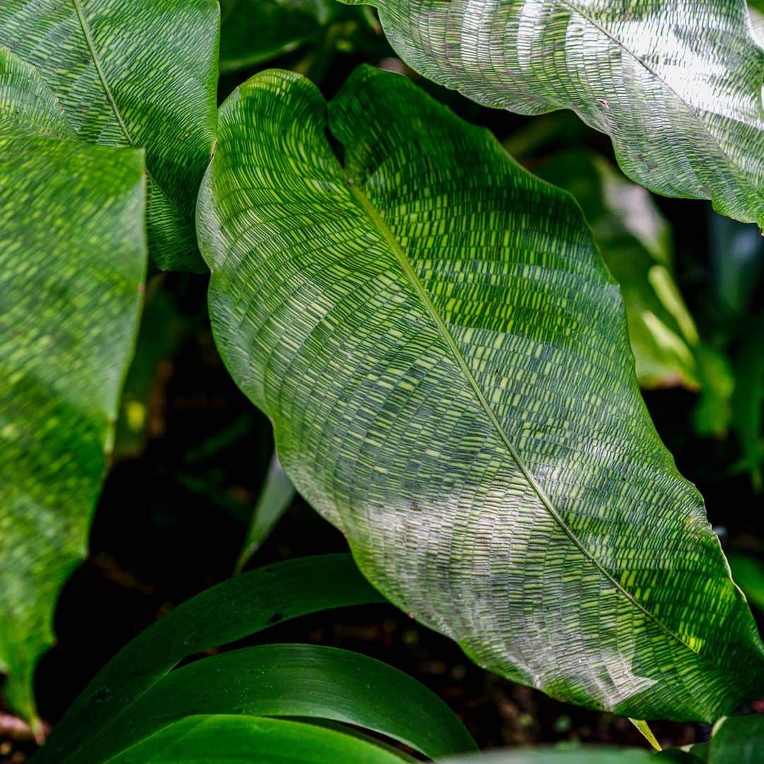 ニューヨーク植物園のインスタグラム：「The Plant Doctor is in! 🌿 . We're taking your home gardening and houseplant challenges and getting our NYBG experts' input. Leave your question here in the comments by Thursday morning. On Friday we'll follow up with answers, helping you keep your plants—like this Calathea in the Haupt Conservatory—thriving both indoors and out. . #Calathea musaica #plantlove #nybgathome #museumfromhome」