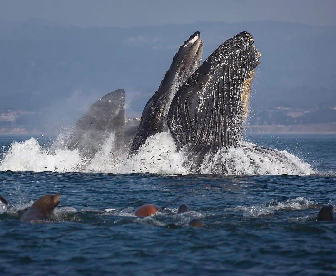 Chase Dekker Wild-Life Imagesさんのインスタグラム写真 - (Chase Dekker Wild-Life ImagesInstagram)「Those sea lions always get the best view to the show! The humpback whale feeding season only takes a short hiatus here in Monterey Bay and should begin again around early March as they return from their tropical breeding grounds. Taken on Sanctuary Cruises.」1月26日 3時07分 - chasedekkerphotography