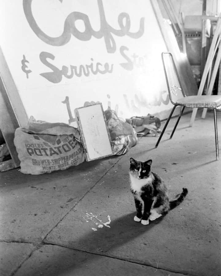 lifeのインスタグラム：「A patient cat poses outside a roadside cafe, 1962.  LIFE staffer John Loengard photographed this little creature for an (unpublished) story on the American diner. For more photos from the assignment—and to maybe help us identify where the diner was!—check the link in bio.  #catsofinstagram #roadsidediner #diners #johnloengard #1960s」