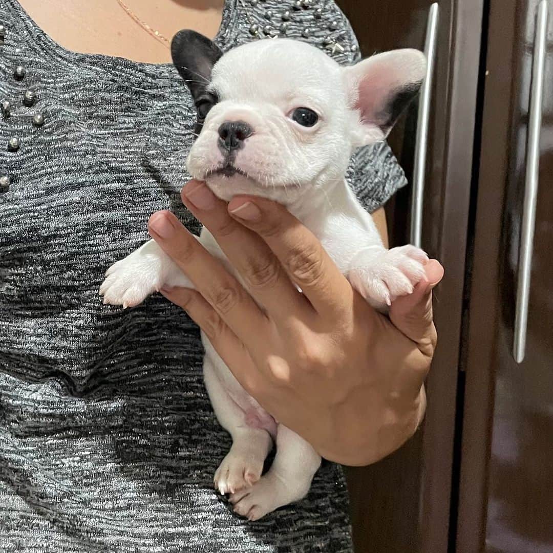 Regeneratti&Oliveira Kennelのインスタグラム：「👑 #frenchie #frenchbulldog」