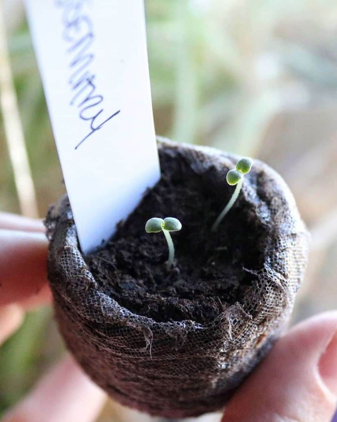 ロクシタンのインスタグラム：「New Year, New growth 🌱  We all plan resolutions and they are all made to help us grow. One of the ways we grow is by studying nature and all the magic it holds. This year, find out which local seeds you can try growing and get ready for a springtime filled with exciting and beautiful blooms!🌸  What plants will you be growing this year?  Image Credit📸: @earthymrsrice #Growth #Rosemary #Plants #Nature #LOccitane」