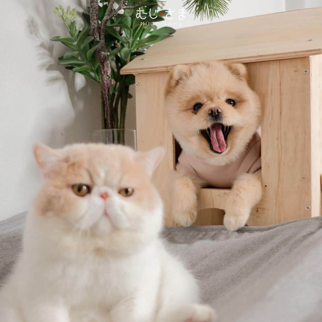 むじさまのインスタグラム