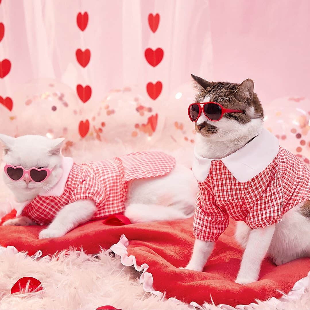 SHEINさんのインスタグラム写真 - (SHEINInstagram)「OOMG! 💘 We are super excited to share with you that our NEW PETSIN “Valentine’s Day collection” is now on sale! 🥳 It’s not too early spoil your furriends! 🐾💓 @petsinofficial Shop Item #: 2139520, 2151477, 2148623, 2139436, 2151470 #PETSIN #PETSINnewcollection #pawlentine」1月26日 4時32分 - sheinofficial