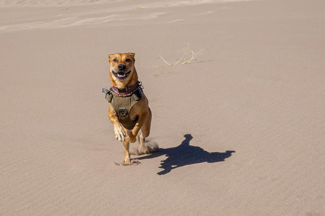 NikonUSAさんのインスタグラム写真 - (NikonUSAInstagram)「At home or on the road, good company is key 🔑 The super-portable #Z50 is your # 1 companion for all adventures big and small… Ok, maybe it's your # 2 companion 🐕  📸: @heyyouguys1617 with the Z 50 and NIKKOR Z DX 16-50mm f/3.5-6.3 VR.  #petphotography #Zseries #adventurephotography #landscapephotography」1月26日 4時33分 - nikonusa