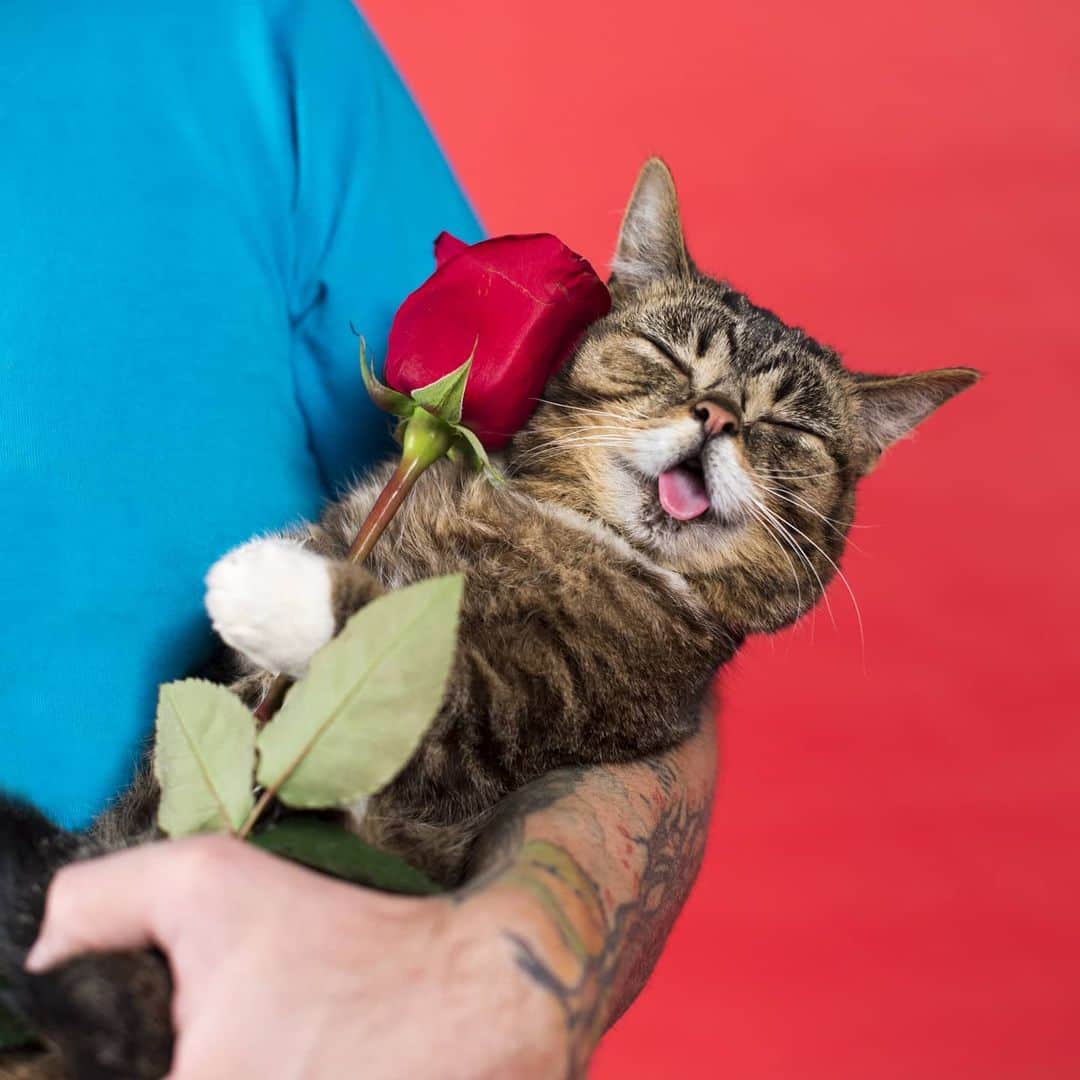 Lil BUBさんのインスタグラム写真 - (Lil BUBInstagram)「All new Limited Edition Valentine’s Day BUB STUFF (retro tear-away valentine cards, magnets, pillows, necklaces, candy hearts, and t-shirts) now available at the link in our bio! #lovebub #lilbub #bubforever #bestjobbub」1月26日 4時36分 - iamlilbub