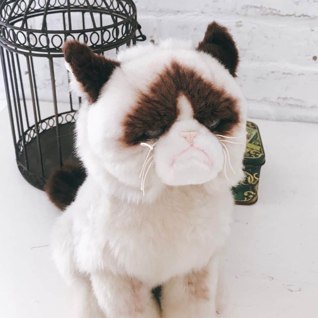 板橋よしえのインスタグラム：「☹️🐱☹️🐱☹️」