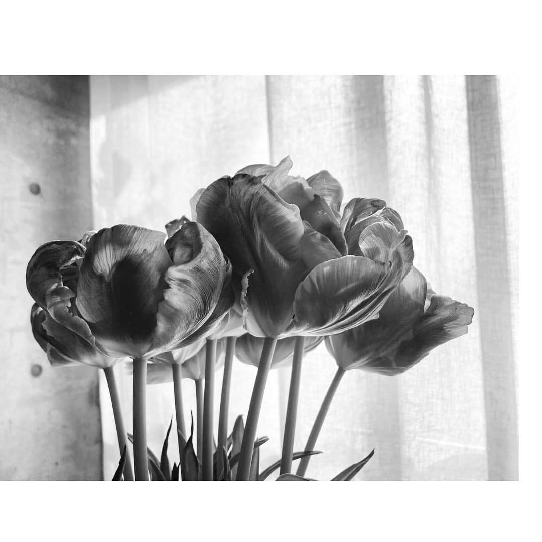 journaleatripさんのインスタグラム写真 - (journaleatripInstagram)「tulip  アマリリスの芽がそろり出てきた隣で チューリップが枯れ始めてきた。 美しさがまた始まる。 こんにちわ。」1月26日 14時53分 - eatripjournal