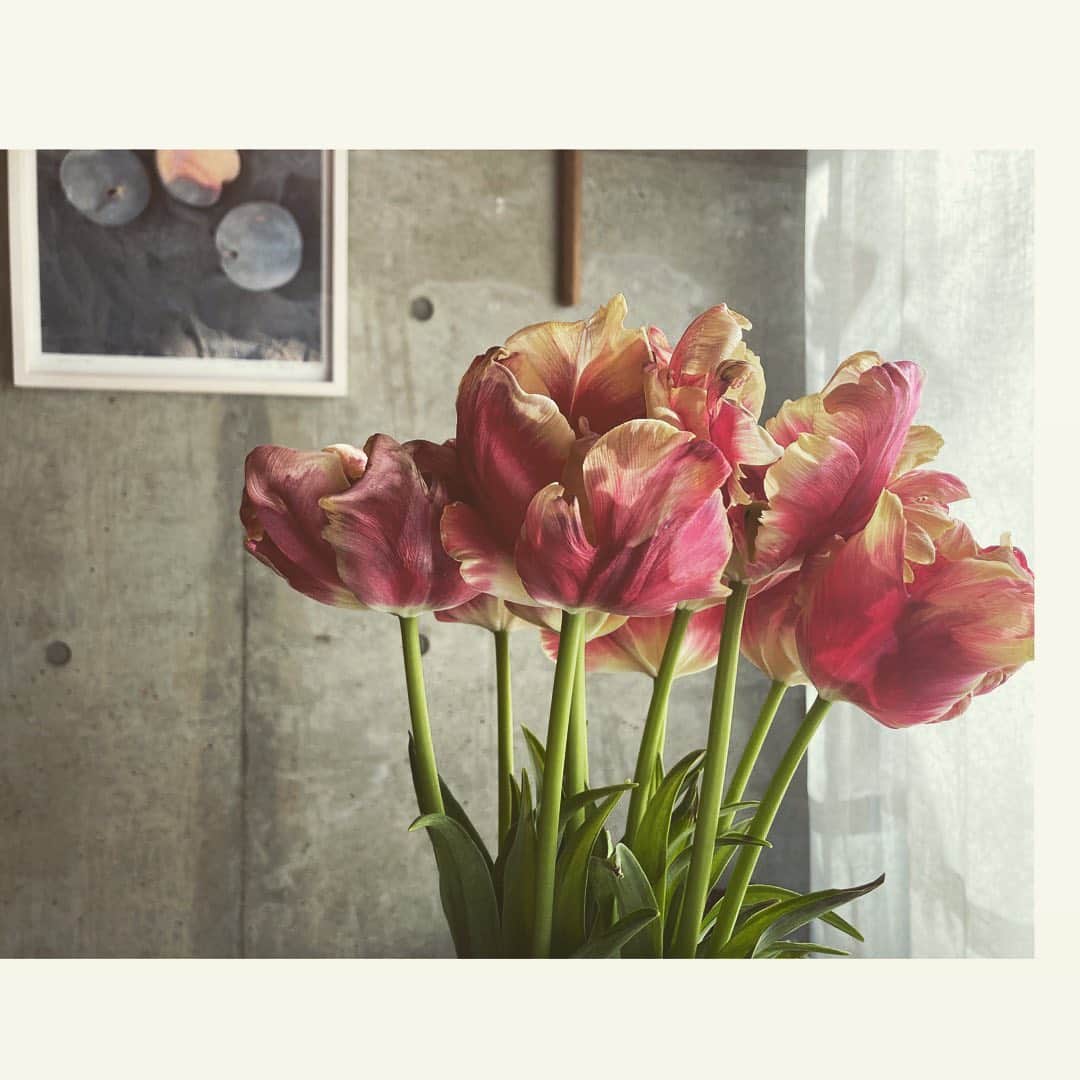 journaleatripのインスタグラム：「tulip  アマリリスの芽がそろり出てきた隣で チューリップが枯れ始めてきた。 美しさがまた始まる。 こんにちわ。」