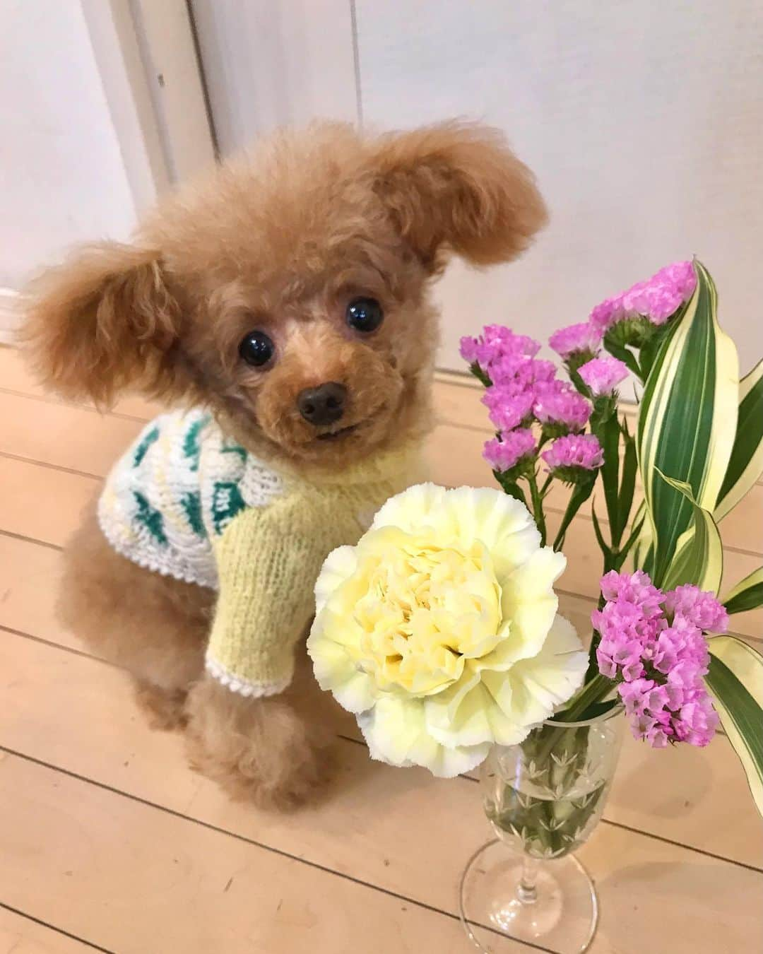 toshiyaotsuboさんのインスタグラム写真 - (toshiyaotsuboInstagram)「今回の @bloomeelife お花の定期便💐 ニットを洗ったら縮んでしまった😂💦 ＊ クーポンコード totsu にて初回のお花のお届けが無料になります！ぜひお使い下さい🐶☺️ #ぶるーみーらいふ #花サブスク#プードル#トイプードル#ティーカッププードル#犬#poodle#teacuppoodle#toypoodle#dog#dogstagram#instadog#푸들#caniche#Pudel#貴婦狗#animalsco」1月26日 15時24分 - toshiyaotsubo