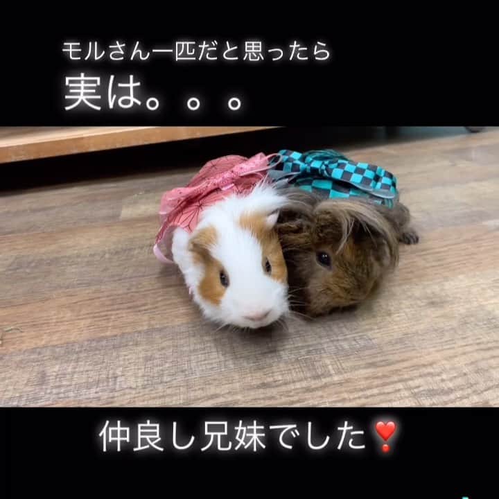 【公式】福岡ECO動物海洋専門学校のインスタグラム：「実は。。。 炭治郎だけでなく、禰󠄀豆子もいました🐹 仲良し兄妹❣️ #福岡eco #福岡eco動物海洋専門学校 #動物の学校 #モルモット #モルモットのいる生活 #もるすたぐらむ #鬼滅の刃 #鬼滅の刃コスプレ」