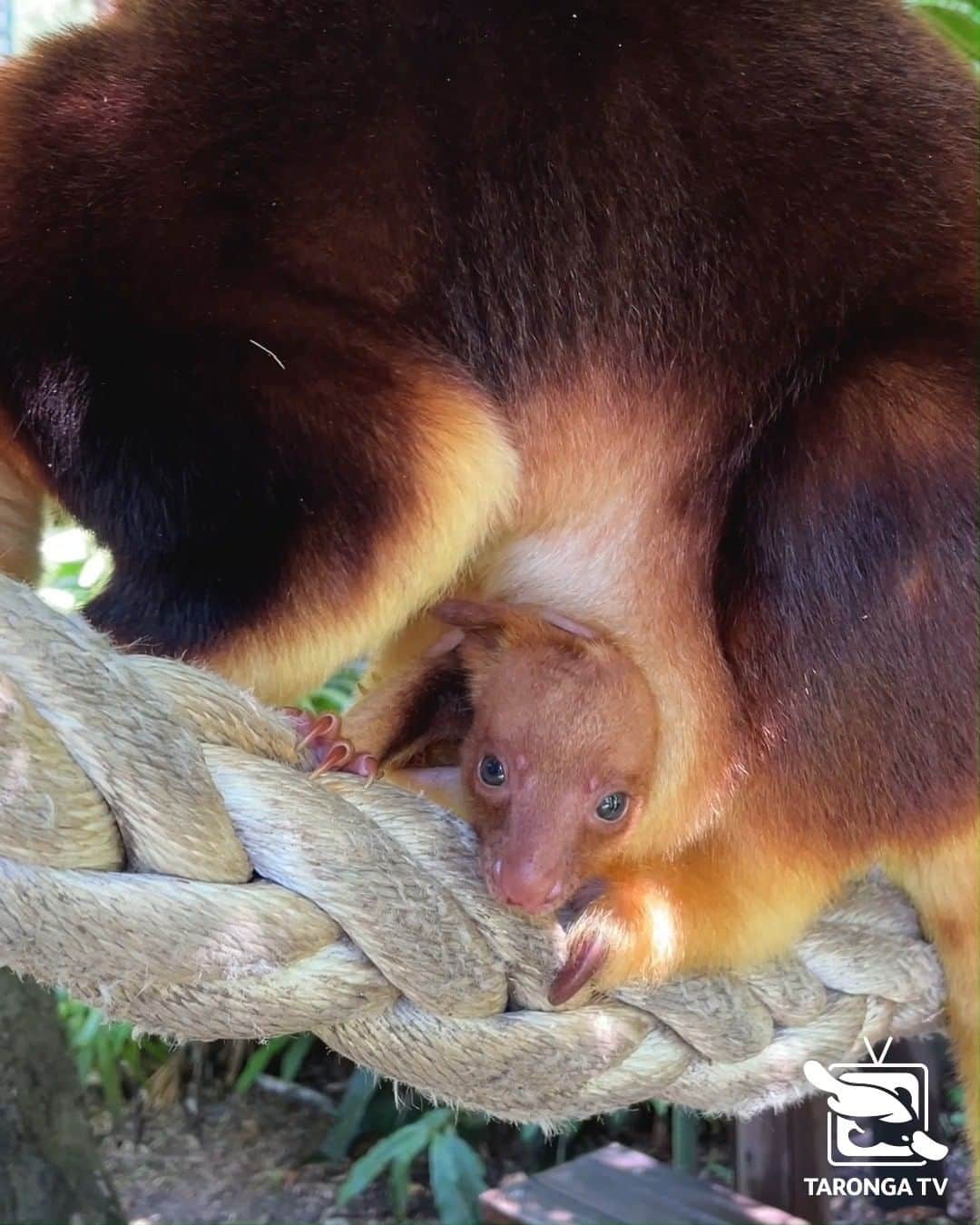 タロンガ動物園のインスタグラム