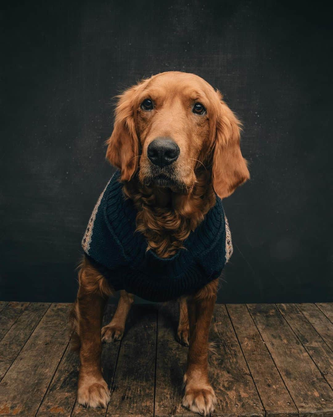 モヒートさんのインスタグラム写真 - (モヒートInstagram)「Absolutely dying over this photo of Killian. Such a serious model 💜🐾 📷 by @thegregmurray #rescuedogsofinstagram #rescuedog #rescuedismyfavoritebreed #rescue #fosterfail #handsome #model #dogphotography #dogsofcle #cleveland #goldenretriever #puppymillsurvivor」1月26日 7時21分 - mojito_rose_family