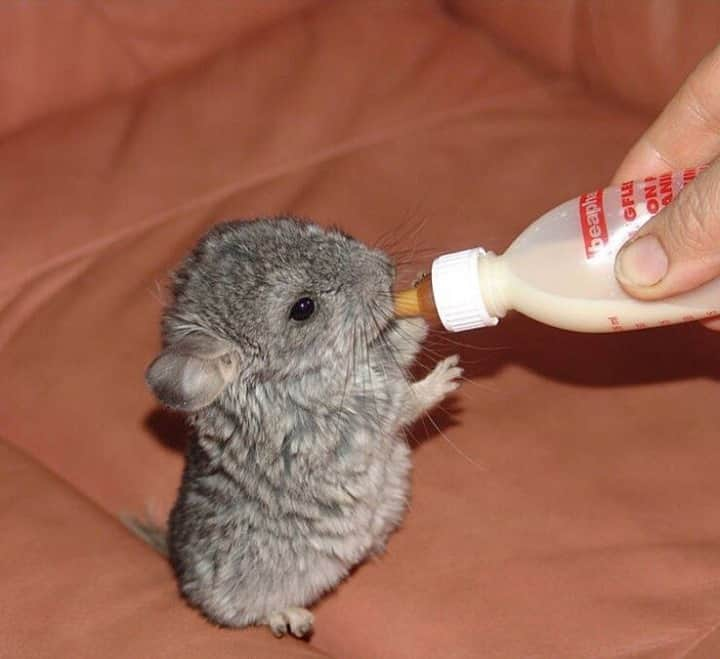 Baby Animalsのインスタグラム：「Baby needs milk! 🍼😍 What animal is this?」