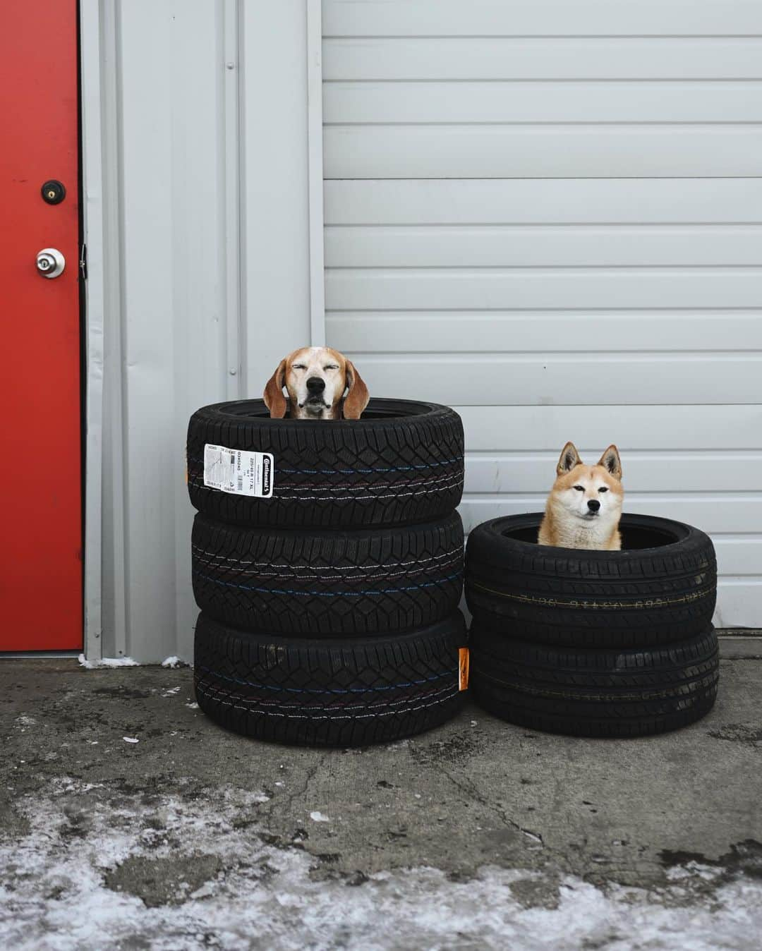 マディのインスタグラム：「Dual dogs 🍪 ⁣ Also if your looking for a solid spot to have a heater installed in a van, gas or diesel, this spot is v good. It can be tough finding folks with the know how or interest (outside spendy van specific build type shops) ✨」