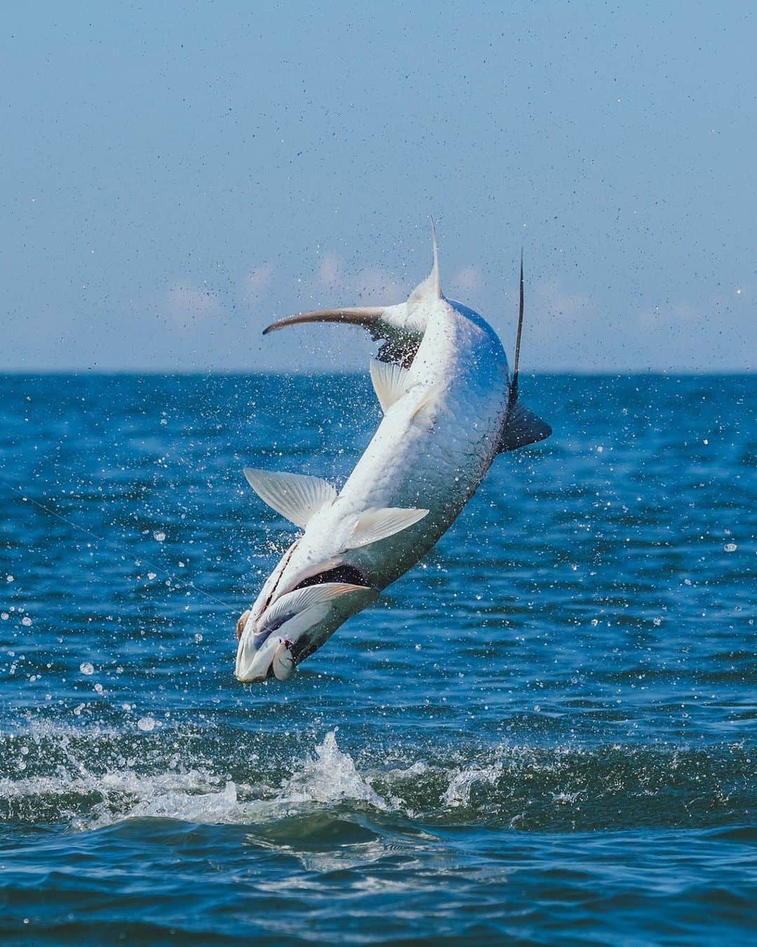 Costa Sunglassesのインスタグラム：「Bow to the king. 📷: @austincoit #SeeWhatsOutThere #BornOnTheWater」