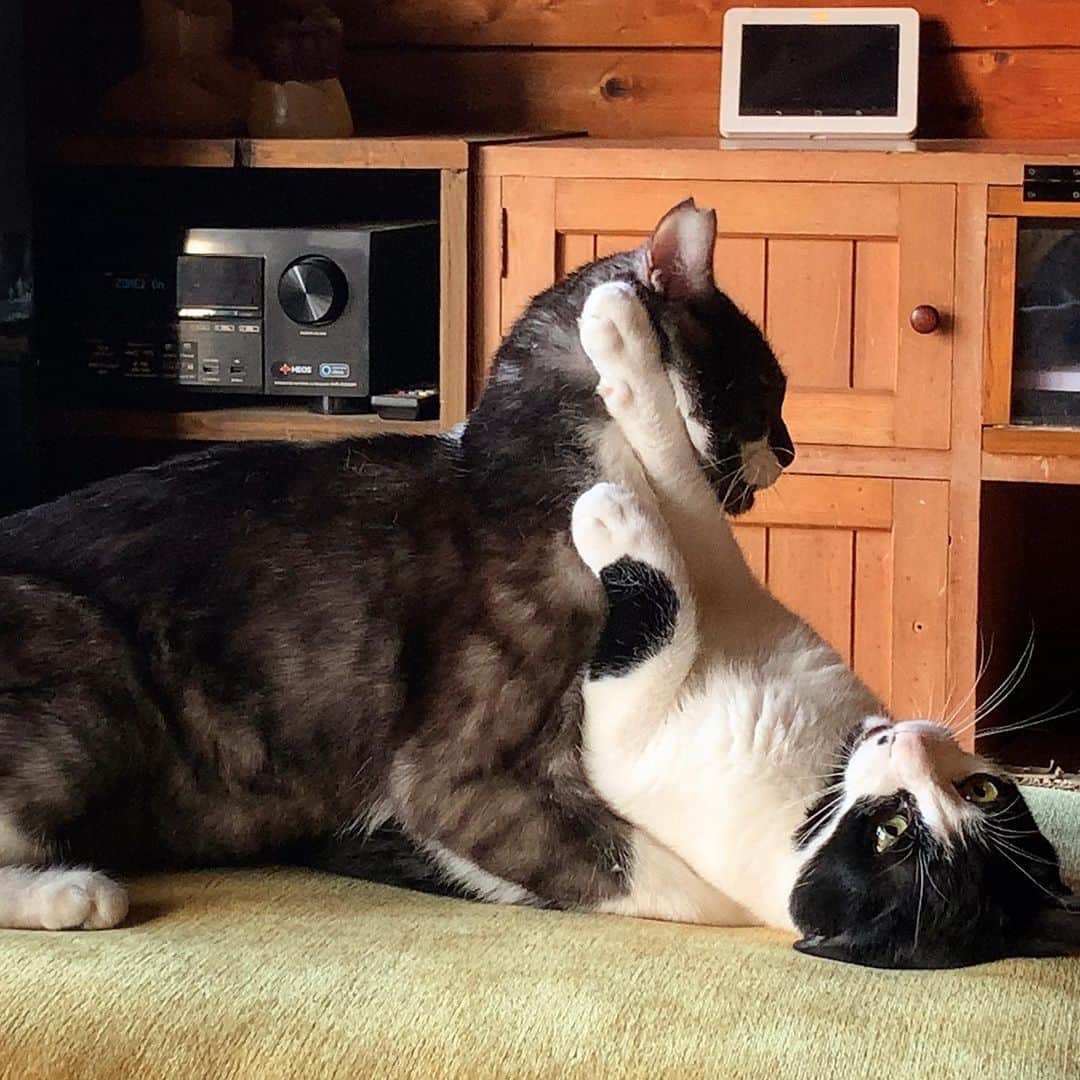 池内万作さんのインスタグラム写真 - (池内万作Instagram)「猫部の朝練。 #イケウチ家の猫 #たらっさん #ねおっさん」1月26日 7時50分 - mandeshita